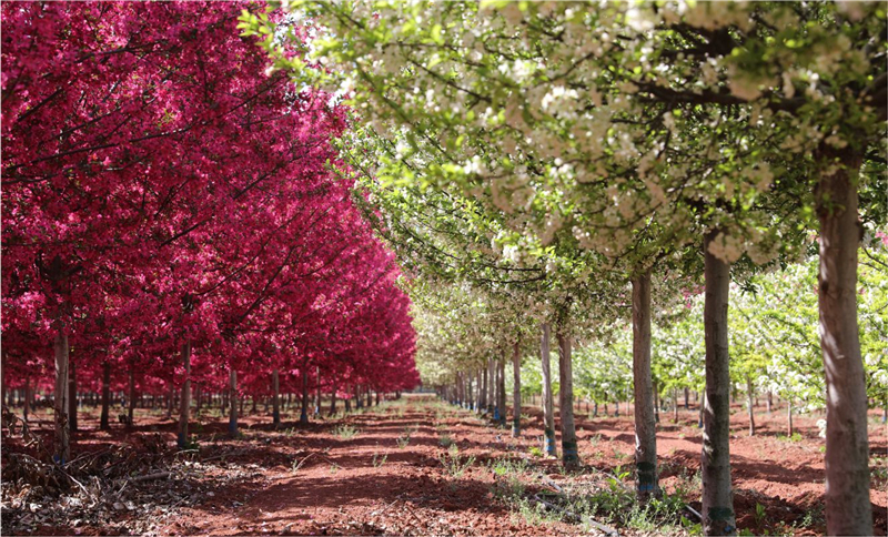 1589763982646699.jpg 1 (2).jpg