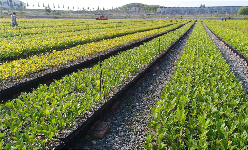 1589764001481475.jpg 1 (4).jpg