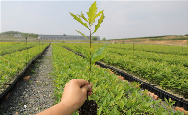 1613693176354040.jpg 01.jpg